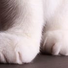 Paws III