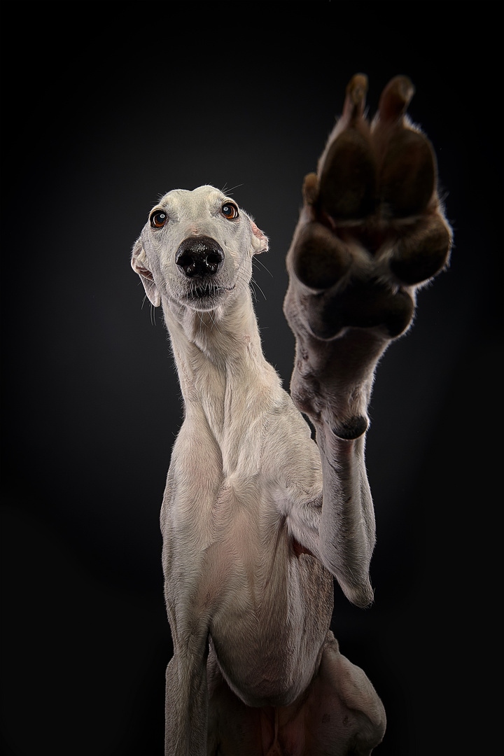 Paws UP!