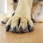 PAW.......soweit bist du mit mir gelaufen.....