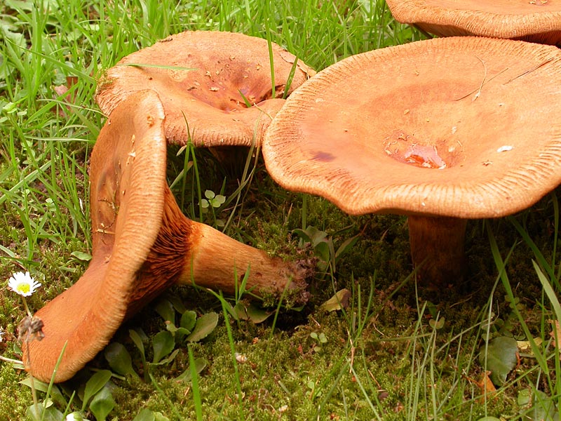 Paxillus involutus