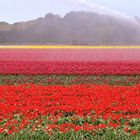 Pays-Bas - Egmond aan den Hoef