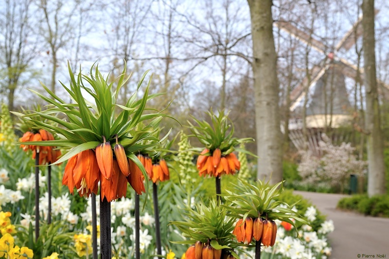 PAYS-BAS - KEUKENHOF