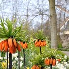 PAYS-BAS - KEUKENHOF