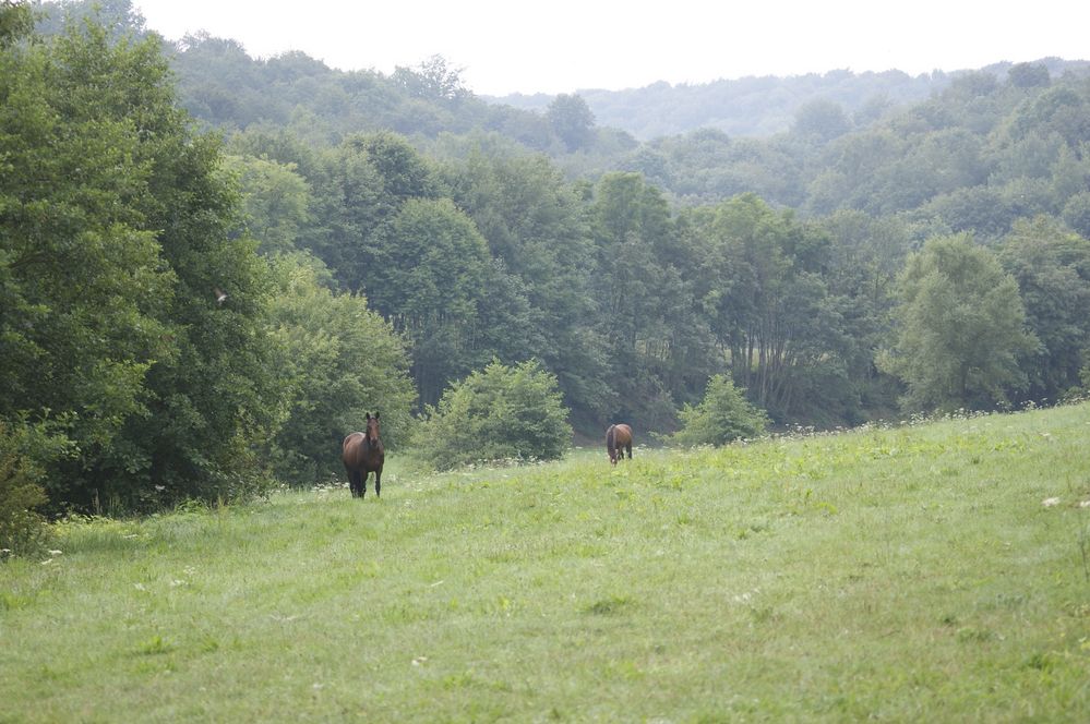 Paysage ardennais