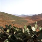 Paysage aux cactus – Landschaft mit Kakteen