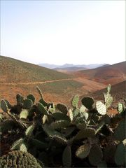 Paysage aux cactus – Landschaft mit Kakteen