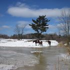 Paysage avec chevaux