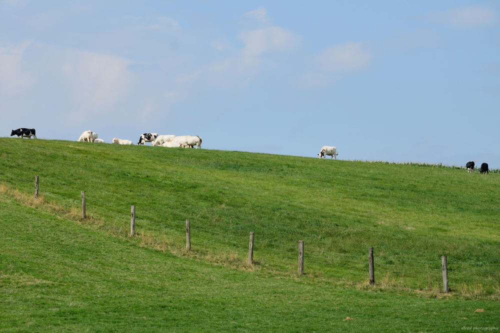 paysage avec vaches