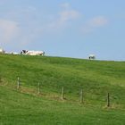 paysage avec vaches