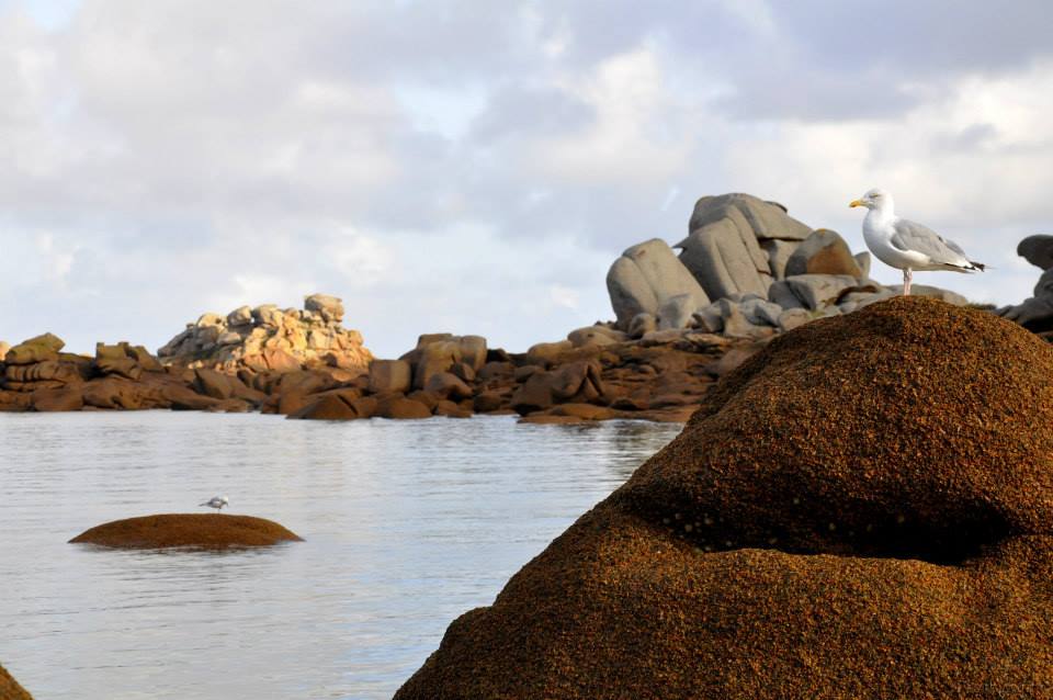 Paysage - Bretagne, Ploumanach