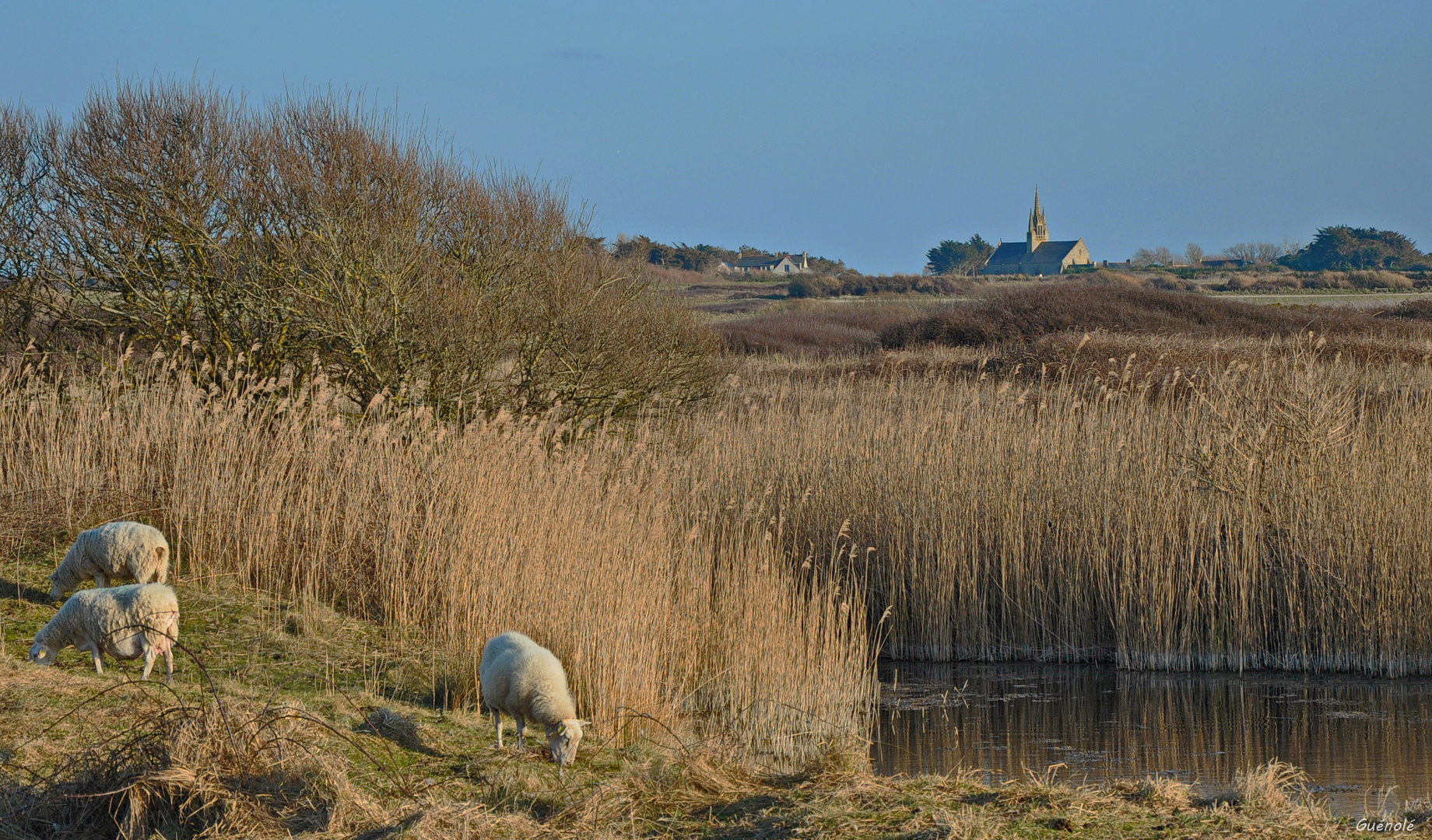 Paysage Bucolique