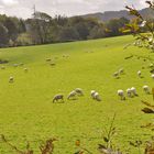 paysage bucolique , près du Cantal