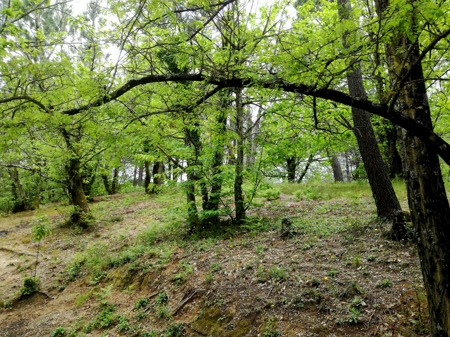 Paysage Cévenole