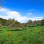 PAYSAGE CHAMPÊTRE