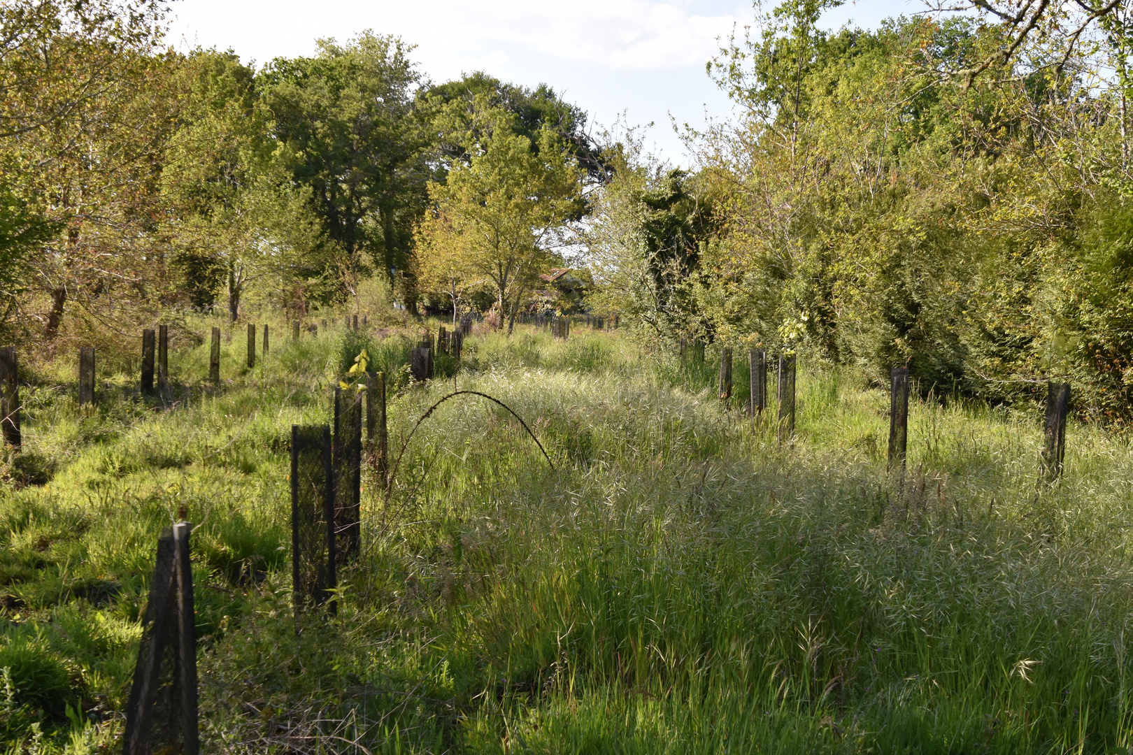 Paysage champêtre