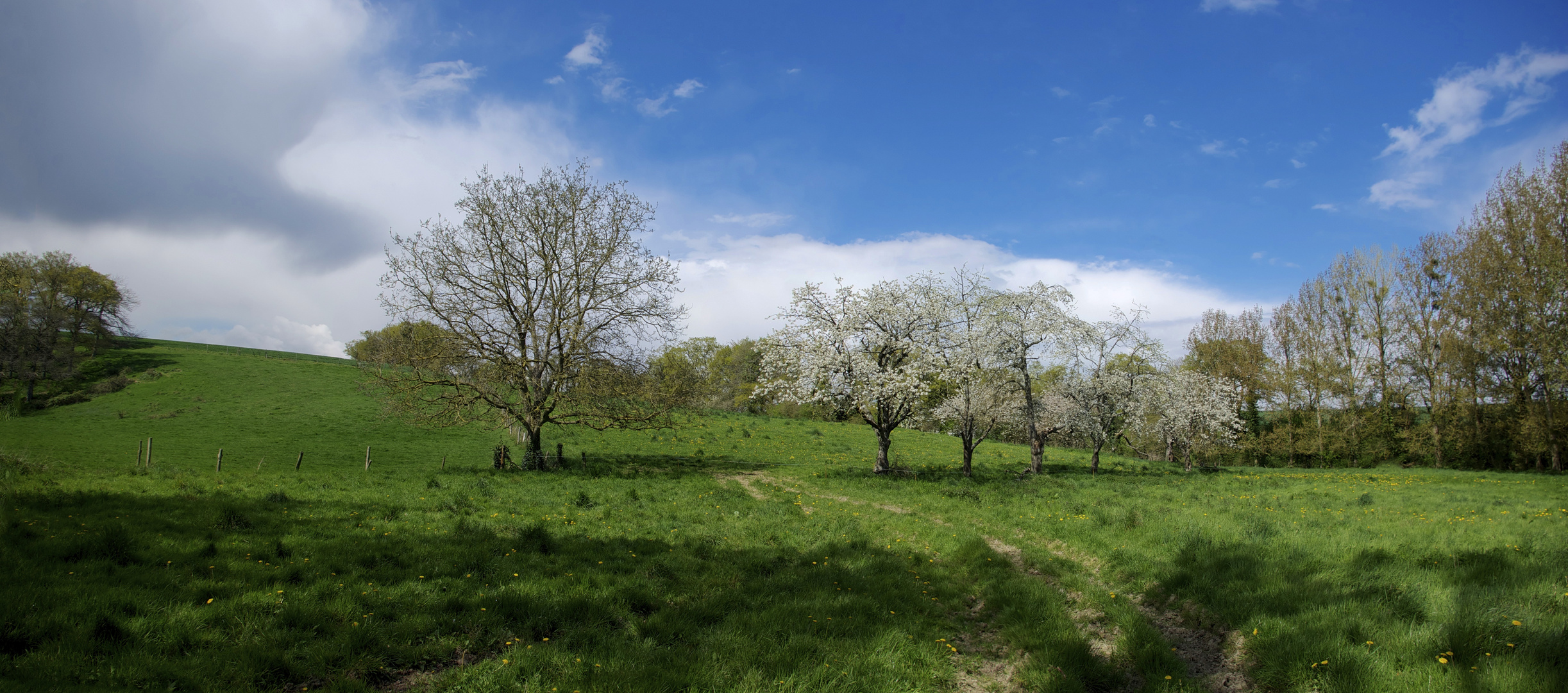 PAYSAGE CHAMPÊTRE AU PRINTEMPS