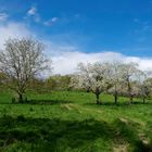 PAYSAGE CHAMPÊTRE AU PRINTEMPS