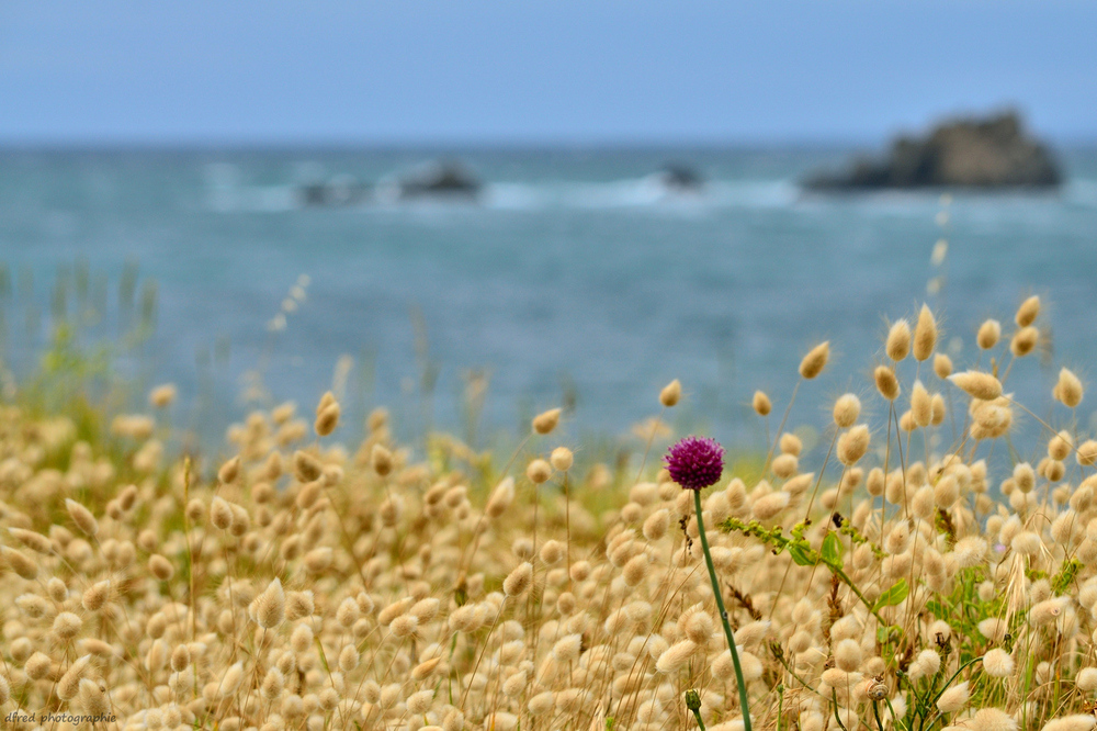 paysage côte sauvage bretonne