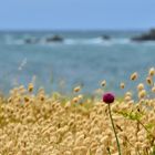 paysage côte sauvage bretonne