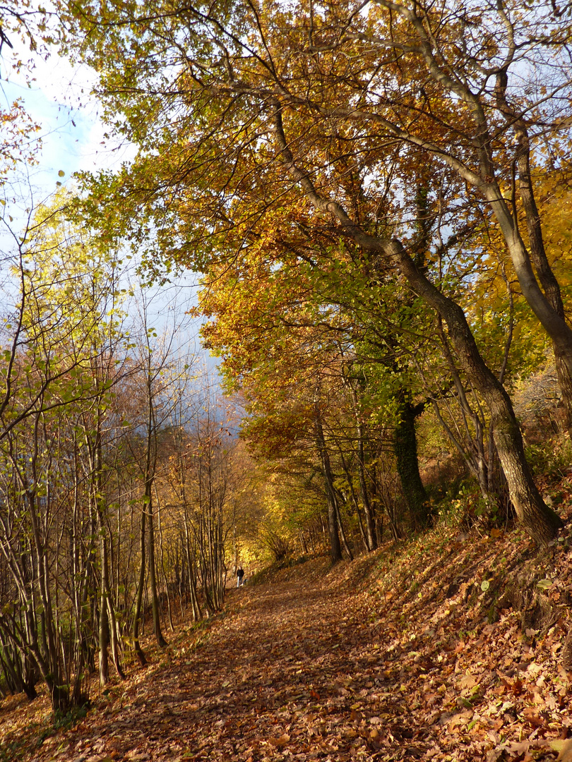 PAYSAGE D'AUTOMNE