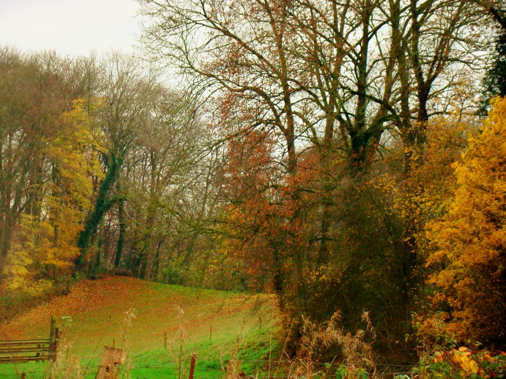 paysage d'automne