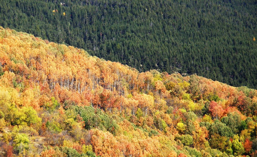 paysage d'automne