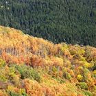 paysage d'automne