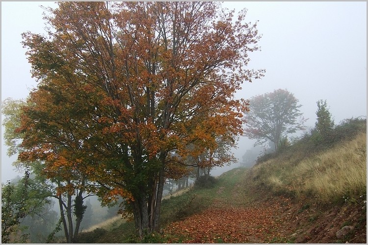 Paysage d'automne sur les hauteurs d'Hohrodberg