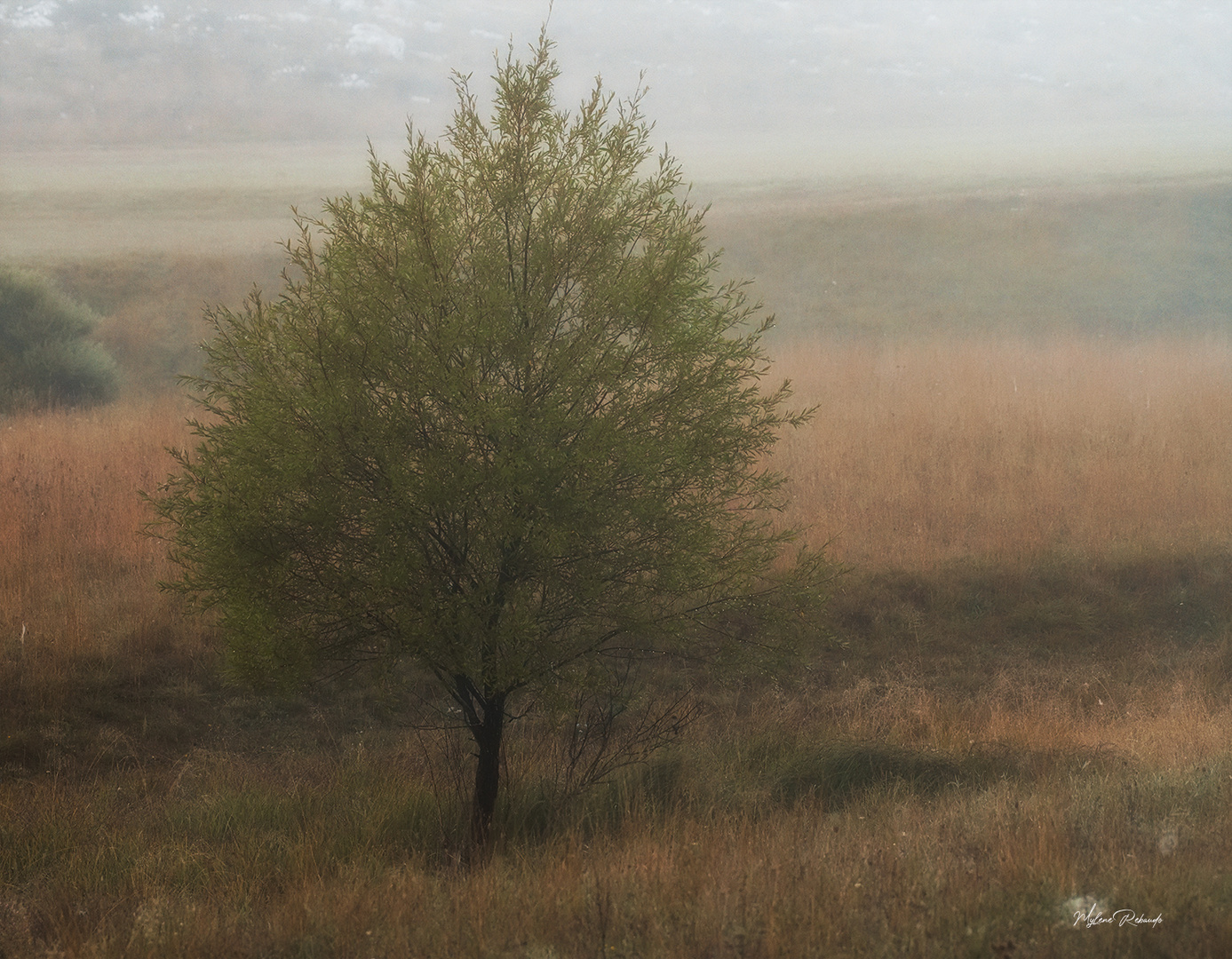 Paysage de Caussols avec la brume