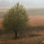 Paysage de Caussols avec la brume