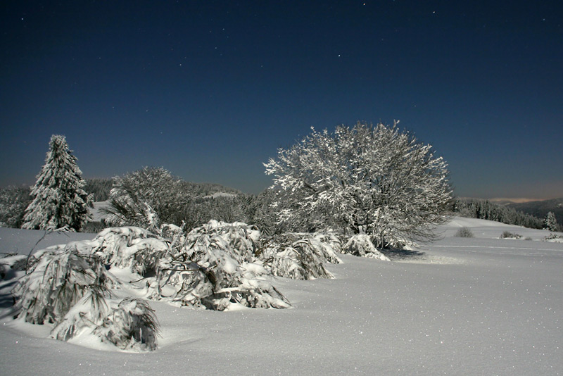 Paysage de coton à la pleine lune