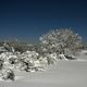 Paysage de coton  la pleine lune