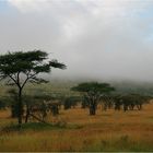 " Paysage de la savane africaine "