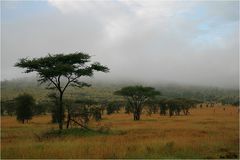 " Paysage de la savane africaine "