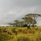 Paysage de la savane africaine.