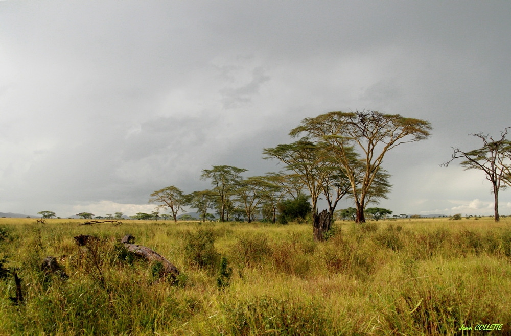 Paysage de la savane africaine.