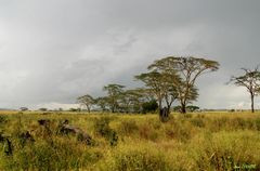 Paysage de la savane africaine.