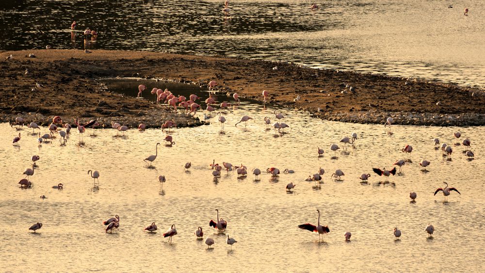 Paysage de l'Etang à l'Oeil de Ca dans la Réserve Africaine de Sigean