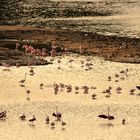 Paysage de l'Etang à l'Oeil de Ca dans la Réserve Africaine de Sigean