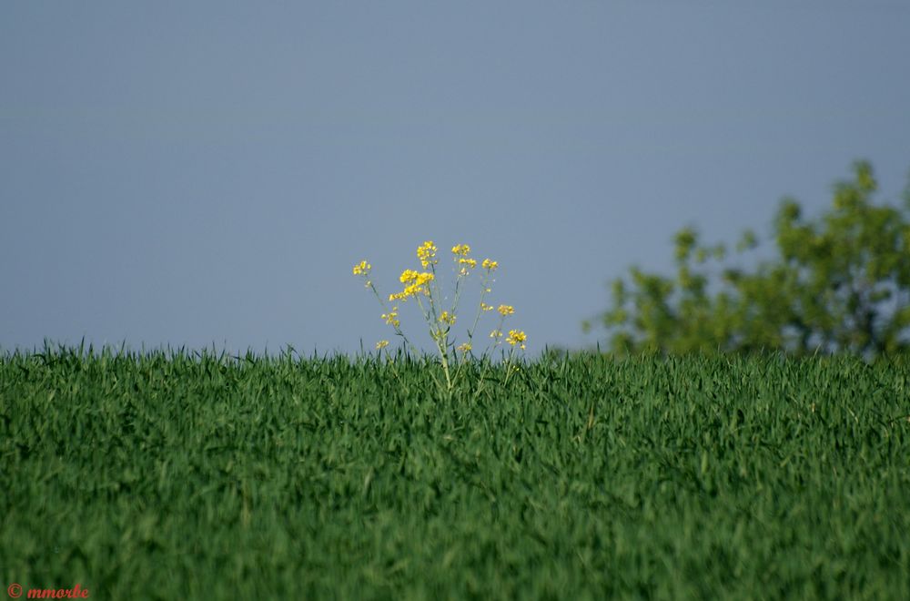 Paysage de ma campagne