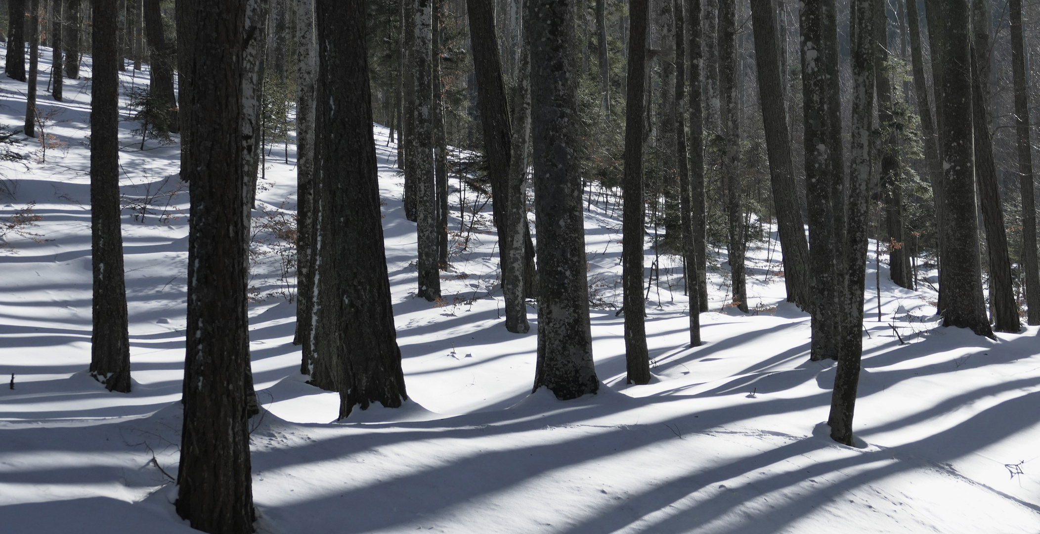 "paysage de neige" naturellement blanc et noir...