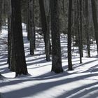 "paysage de neige" naturellement blanc et noir...