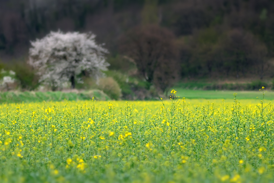 Paysage de printemps