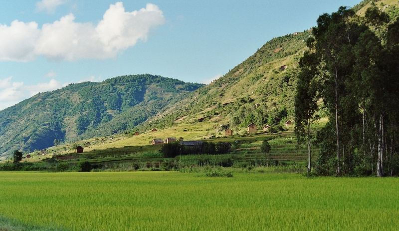 paysage de rizières