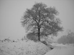 PAYSAGE DE SAISON