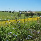    Paysage d’été dans le Gers