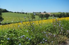    Paysage d’été dans le Gers