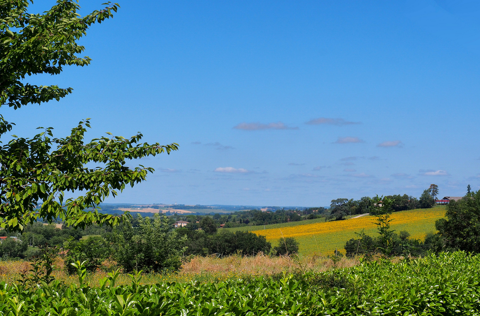 Paysage d’été dans le Gers