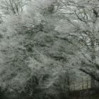 Paysage d'hiver arbres givrés