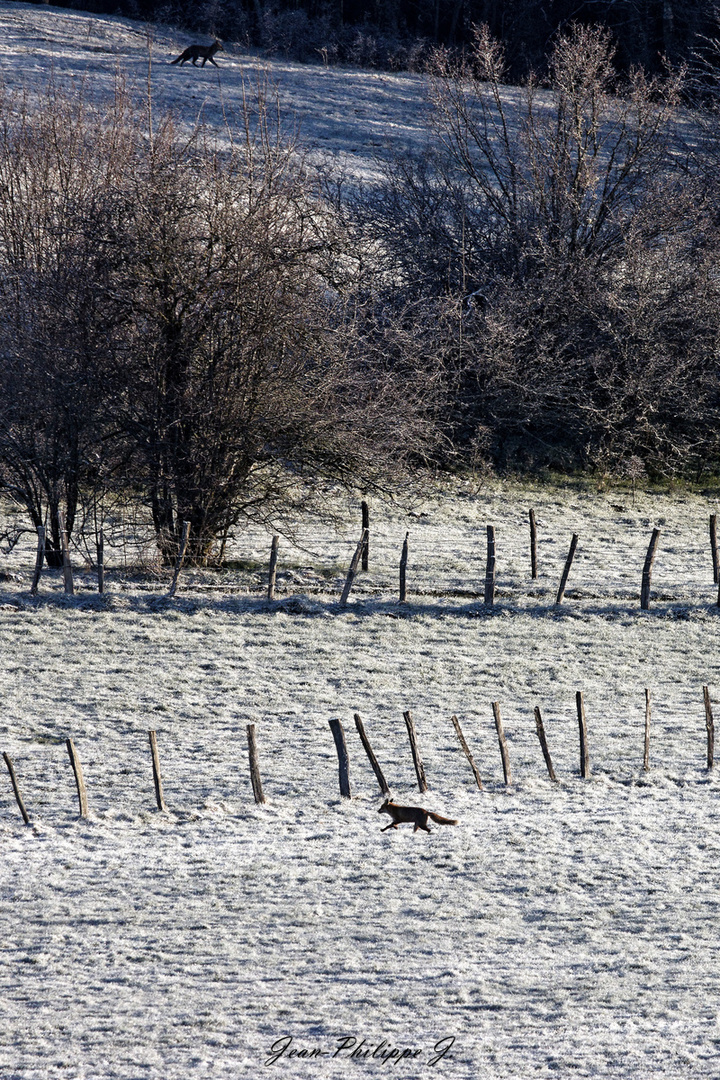 Paysage d'hivers -